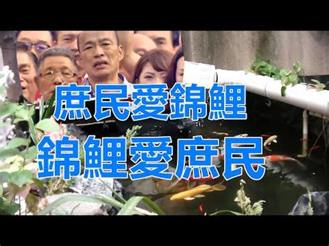 庶民锦鲤